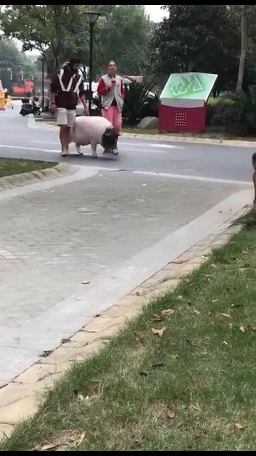 刘先生爆料最新视频,事件真相再引热议 第1张 刘先生爆料最新视频,事件真相再引热议 第1张