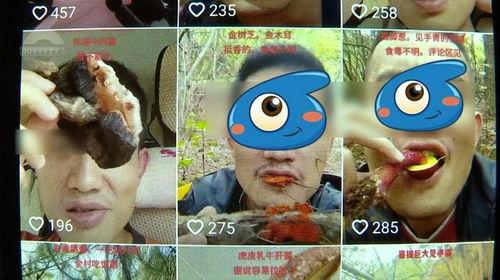 野生菌爆料视频,揭秘大自然的菌类宝藏 第1张 野生菌爆料视频,揭秘大自然的菌类宝藏 第1张