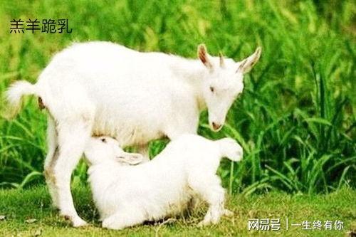 最新吃瓜爆料小羊图片高清,高清图片背后的趣味故事 第1张 最新吃瓜爆料小羊图片高清,高清图片背后的趣味故事 第1张